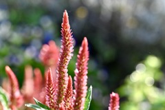 朝陽に照らされる花