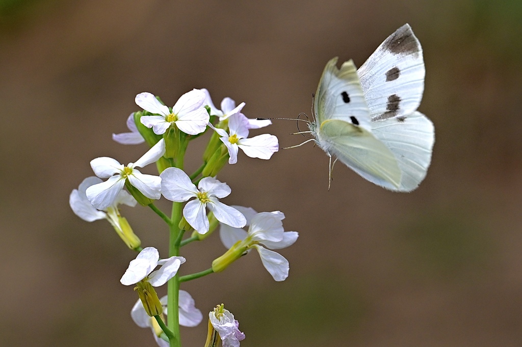 大根の花と蝶