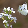 大根の花と蝶