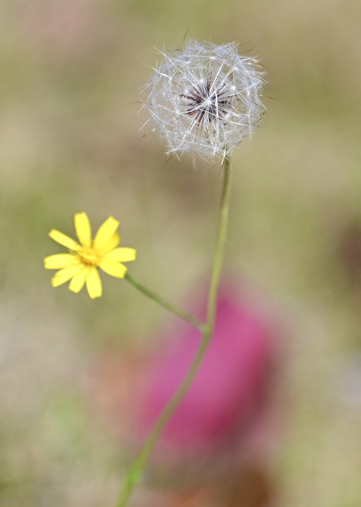 野に咲く花