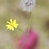 野に咲く花