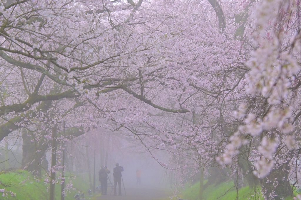 霧深き桜の園