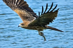 トビだって魚を捕ります