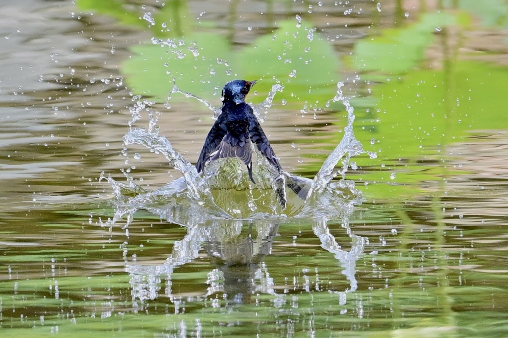 ツバメさんの水浴び‼︎