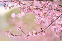 ピンク色の春