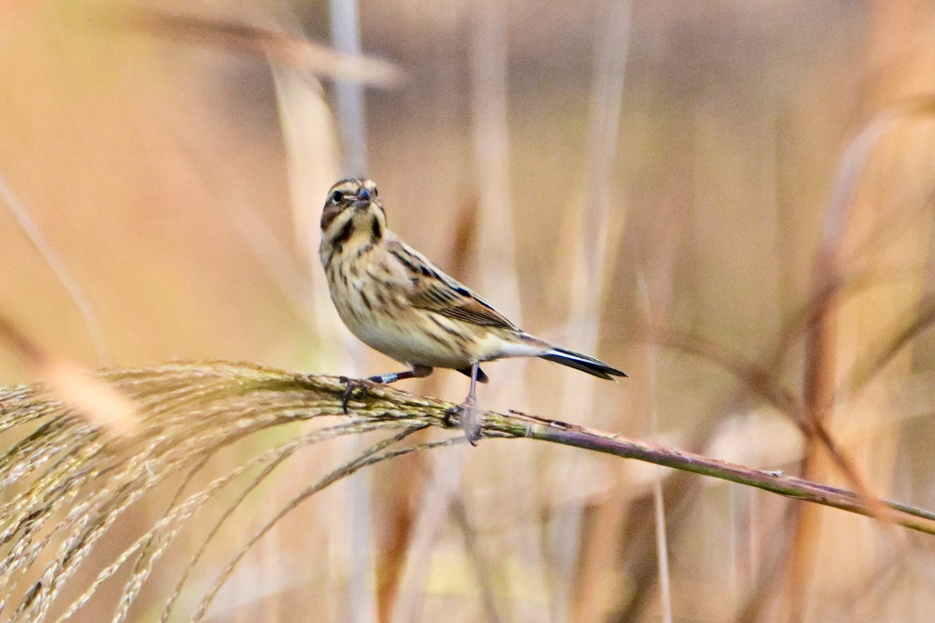 お帰り〜オオジュリンさん＾＾