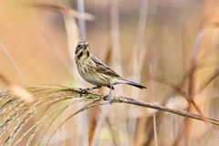お帰り〜オオジュリンさん＾＾