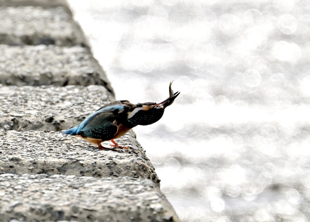 カワセミ初撮影①