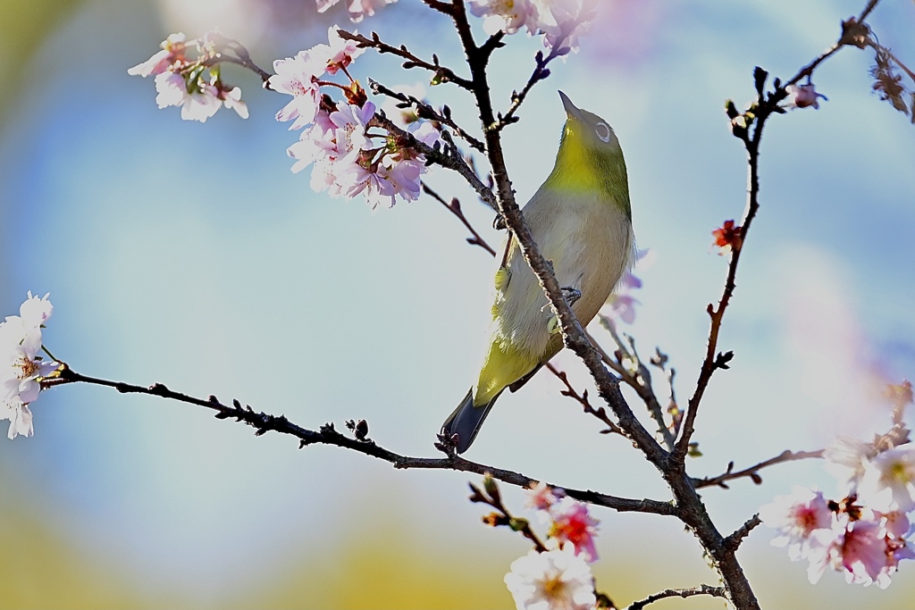 十月桜とメジロさん