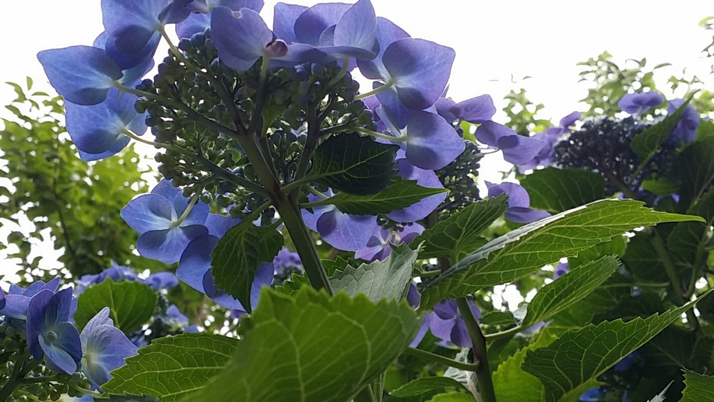 庭先の紫陽花1