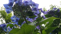 庭先の紫陽花1