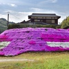 芝桜の山・・種明かし＾＾