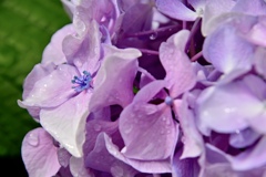 雨あとの花弁