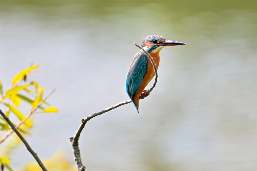 カワちゃんのひと時