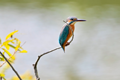 カワちゃんのひと時