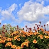 青空に映える花畑