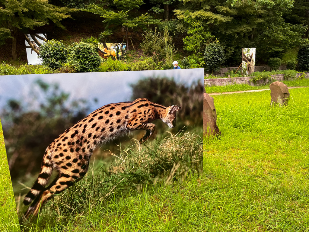 岩合光昭写真展行って来ました