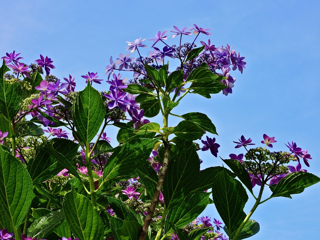 天高く咲く紫陽花