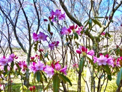 シャクナゲと桜の競演