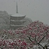 雪と梅と五重塔