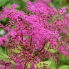 萌える花