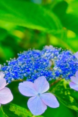 鮮やかな紫陽花1