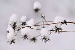 雪を纏うヒッツキムシ