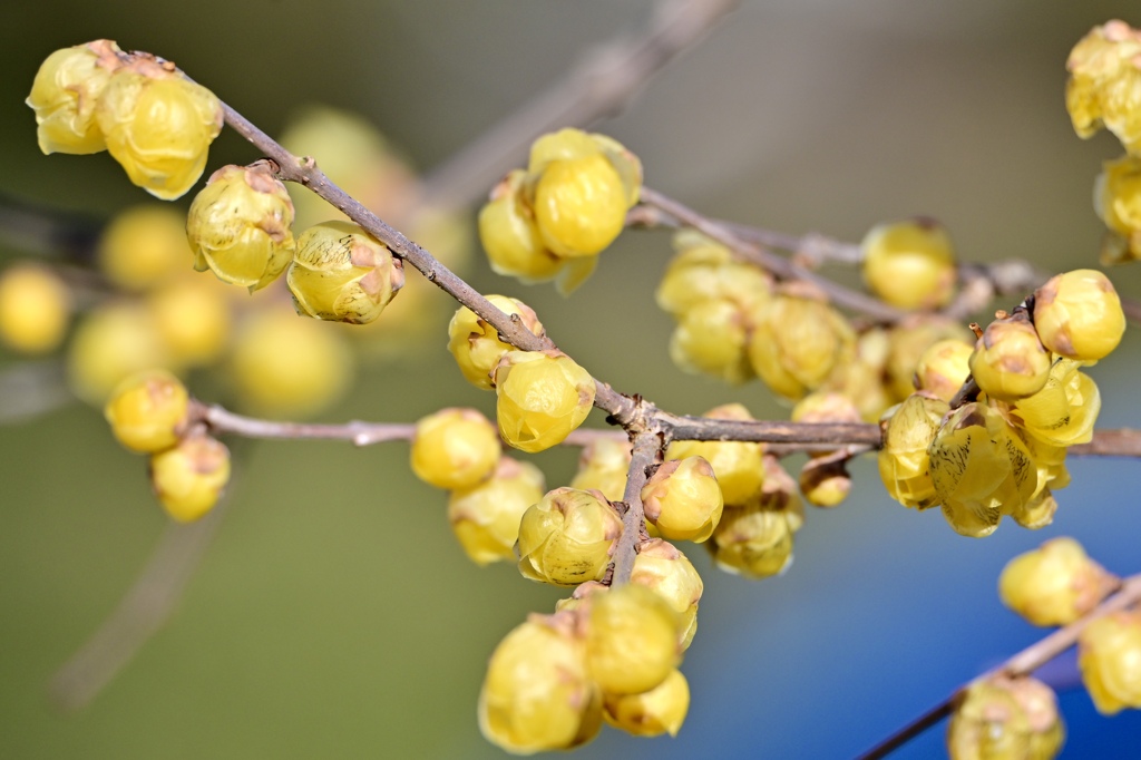 蝋梅の蕾