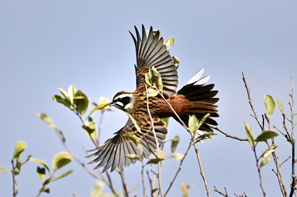 薮を飛ぶホオジロ