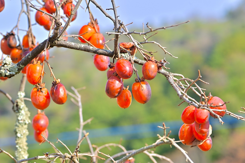 熟す柿