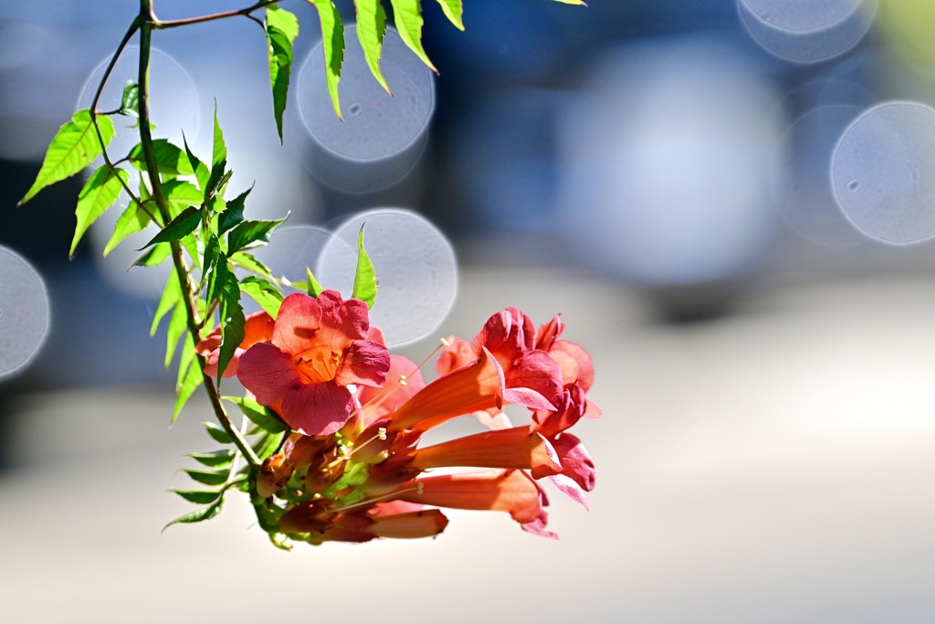 朝陽を浴びる花