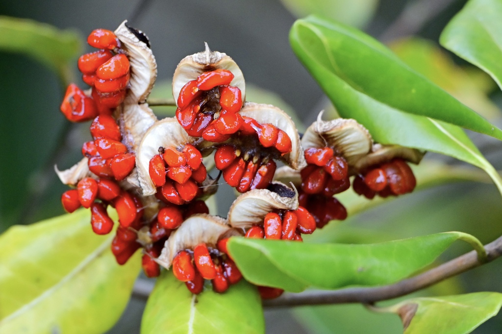 熟れるトラベの実