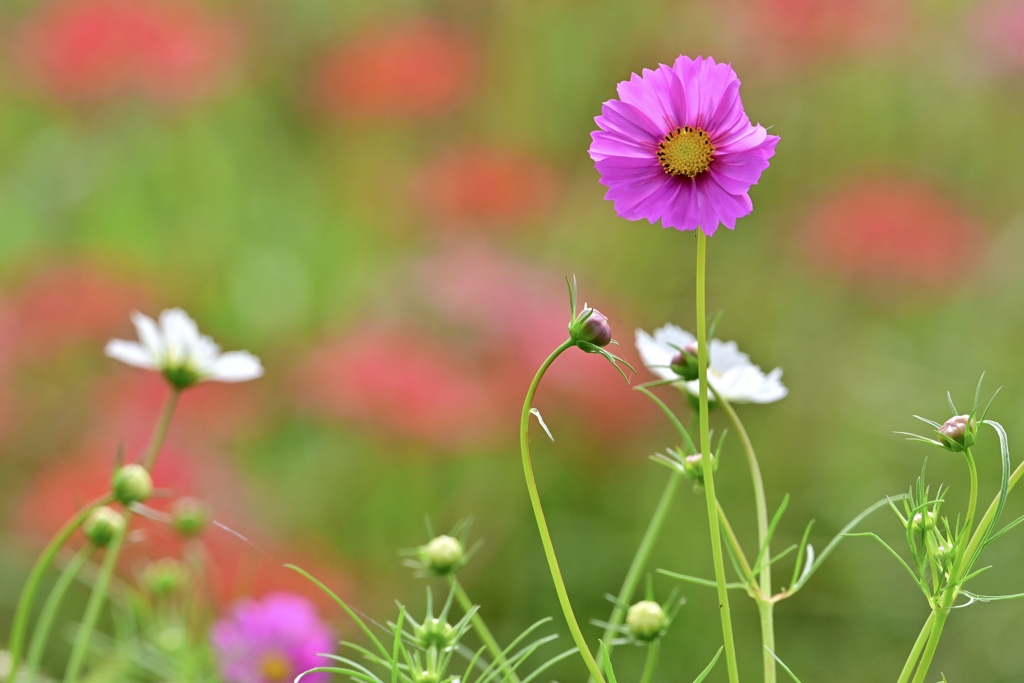 萌える花畑