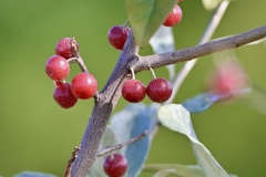 秋グミ熟れる頃 秋グミ熟れる頃