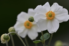 まろやかな花 まろやかな花
