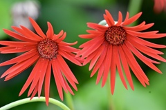 燃える花