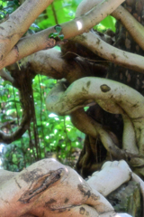植物館3