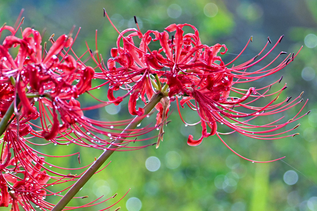 雨上がりの彼岸花