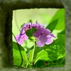 参道に咲く花
