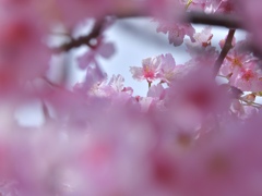 雨上りの桜輝く！