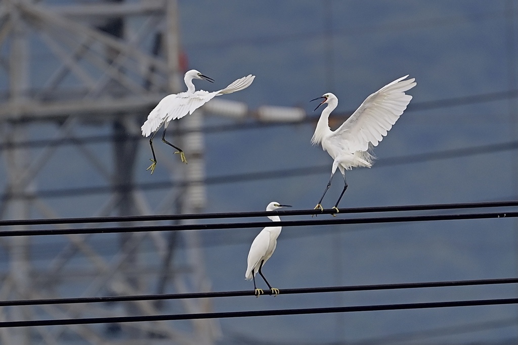 電線上の決闘①