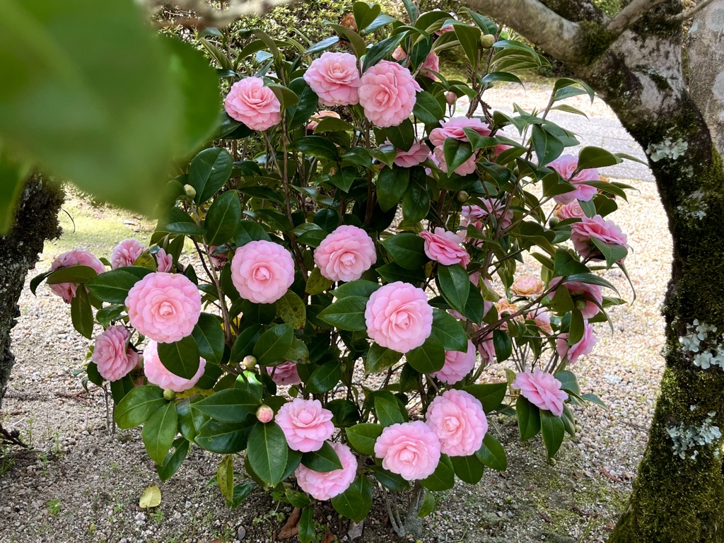 美を競う乙女たち