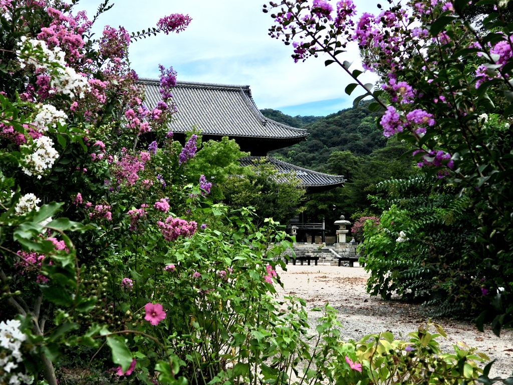 百日紅咲く周防国分寺