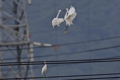 電線上の決闘③