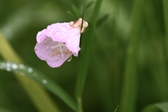 藪に一輪の花