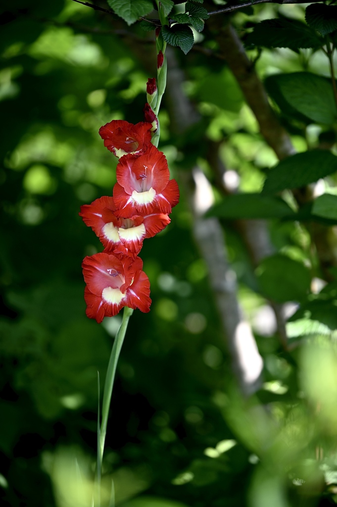 藪に一本の花