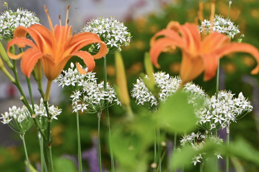 道端の花畑