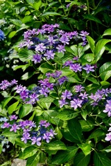 存在感溢れる紫陽花