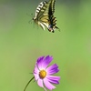 花と蝶