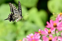 花園を飛ぶ蝶